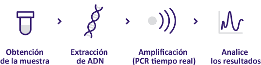 Workflow B - Log sample - Prepare DNA - PCR amplification - Flow-through hybridization - Read results