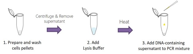Workflow (Direct Cell Lysis)